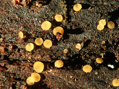 Orbilia xanthostigma