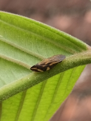 Clovia lineatocollis