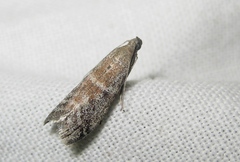 Ephestia woodiella