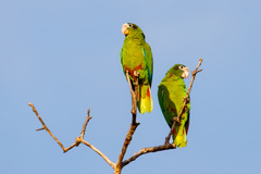 Amazona ventralis