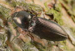 Selatosomus aeneus