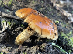 Pholiota velaglutinosa