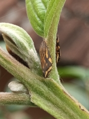 Clovia lineatocollis