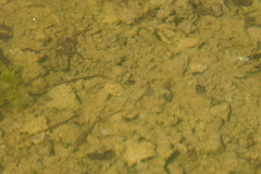 Tropisternus collaris