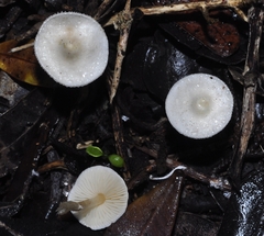 Cystolepiota
