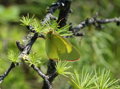 Colias palaeno