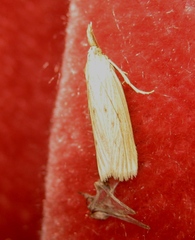 Ematheudes punctella