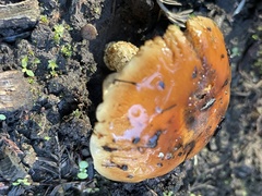 Pholiota velaglutinosa