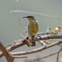 Cinnyris mariquensis
