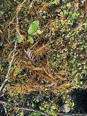 Funaria hygrometrica