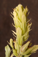 Castilleja pallida caudata