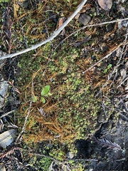 Funaria hygrometrica