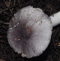 Leucoagaricus ionidicolor