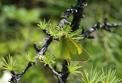 Colias palaeno