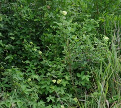 Dalechampia capensis