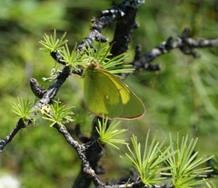 Colias palaeno