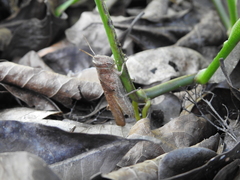 Abracris flavolineata