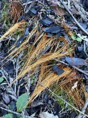 Funaria hygrometrica
