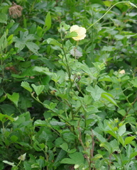 Pavonia praemorsa
