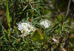 Colias palaeno