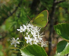 Colias palaeno