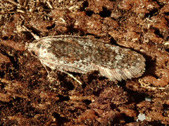 Agonopterix hypericella