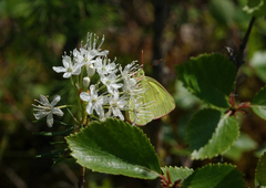 Colias palaeno