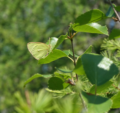Colias palaeno