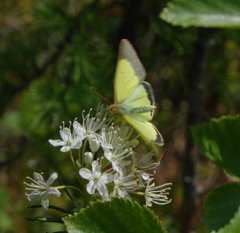 Colias palaeno