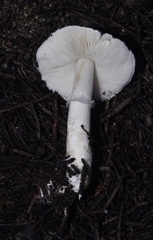 Leucoagaricus ionidicolor