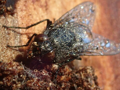 Protophormia terraenovae