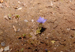 Gentiana prostrata