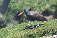 Haematopus ater