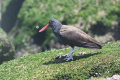 Haematopus ater