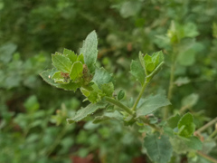 Pseudoconyza viscosa