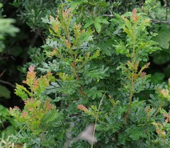Hippobromus pauciflorus