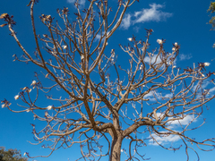 Pseudobombax longiflorum