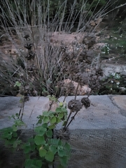 Pseudodictamnus hirsutus