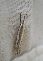 Crambus pascuella
