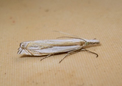 Crambus pascuella