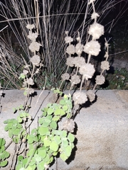 Pseudodictamnus hirsutus