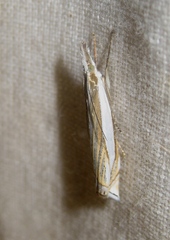 Crambus pascuella