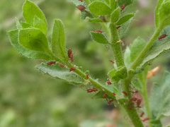 Pseudoconyza viscosa