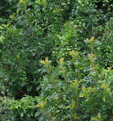 Hippobromus pauciflorus