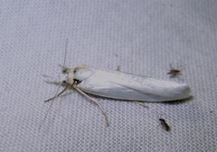 Crambus perlella
