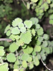 Pseudodictamnus hirsutus