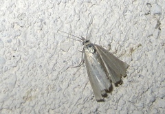 Crambus perlella