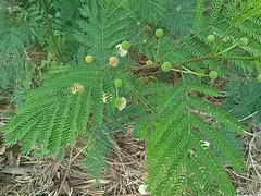 Leucaena