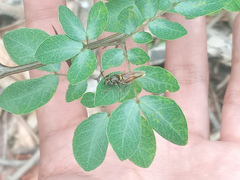 Pithecellobium excelsum