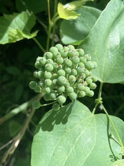 Smilax lasioneura